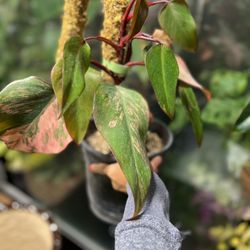 OC Succulents And More by KristN