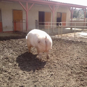Farm Sanctuary - Animal Shelters Near Me - Acton, California Farm Sanctuary - Animal Shelters Near Me - Acton, California