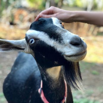 Laurel Ridge Bed and Breakfast - Stella, one of the goats - Bed & Breakfast Near Me - Warren, Massachusetts