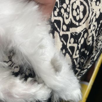 D'Petmode - Knots are still there after cutting it too short! I agreed to a short haircut to remove all the knots! Clearly the groomer wasn't thorough! - Pet Groomers Near Me - New York, New York