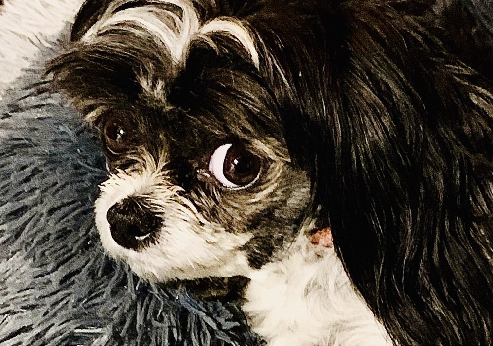 BARKSNBUBBLES Updated September 2024 10 Photos & 10 Reviews