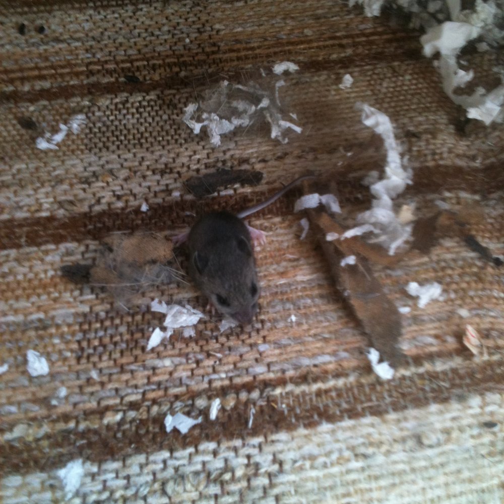 Ben's Rv Center - do not apply mouse bait around stored campers - RV Dealers Near Me - York, Pennsylvania