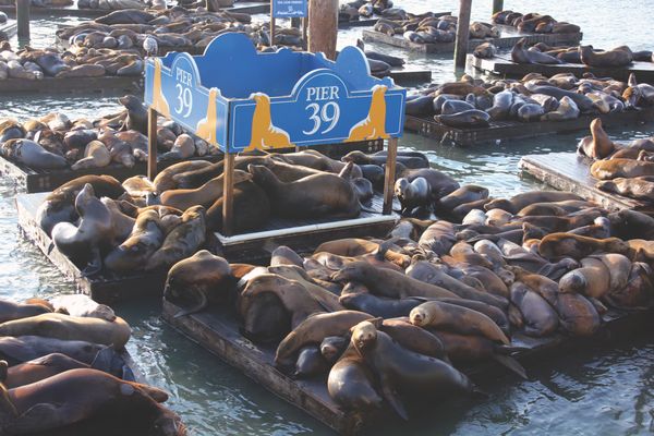 PIER 39 by null