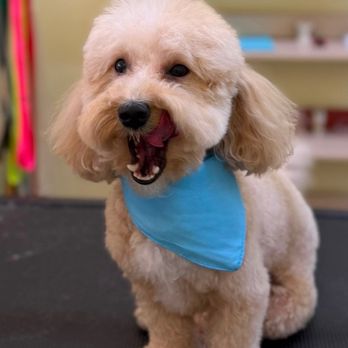 Whiskers & Tails - Pet Groomers Near Me - Covina, California Whiskers & Tails - Pet Groomers Near Me - Covina, California