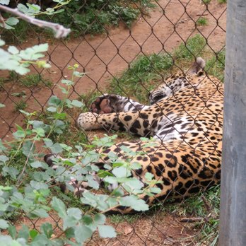 Cameron Park Zoo - Zoos Near Me - Waco, Texas Cameron Park Zoo - Zoos Near Me - Waco, Texas