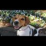 Photo of Safe N Sound Hounds