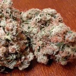 Hazel Caregivers - Medicinal herb wet dream