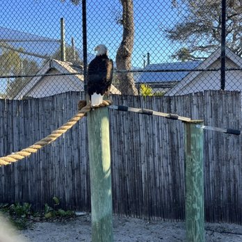 Seaside Seabird Sanctuary - Animal Shelters Near Me - Indian Shores, Florida Seaside Seabird Sanctuary - Animal Shelters Near Me - Indian Shores, Florida