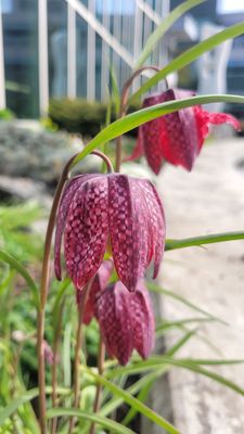 University of Alaska Anchorage by null