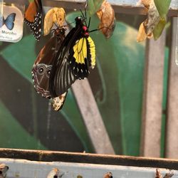 Cambridge Butterfly Conservatory
