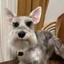 Land of Paws Dog Grooming