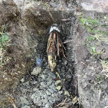 Olivio Irrigation Services - This root was running through the drain and right under the patio. - Irrigation Near Me - Encinitas, California Olivio Irrigation Services - This root was running through the drain and right under the patio. - Irrigation Near Me - Encinitas, California