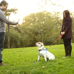 CATCH Canine Trainers Academy - David teaching Leo to Stay with client, Laura, learning the technique.