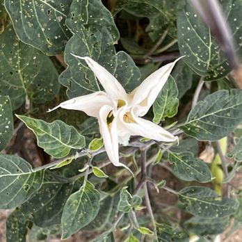 Comedy on Deck Grand Canyon and Hoover Dam Tours - Type of flower at Grand Canyon - Bus Tours Near Me - Las Vegas, Nevada Comedy on Deck Grand Canyon and Hoover Dam Tours - Type of flower at Grand Canyon - Bus Tours Near Me - Las Vegas, Nevada