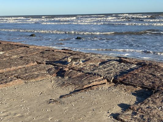 SARGENT BEACH - Updated September 2026 - 10 Photos - 109 County Rd 230 ...