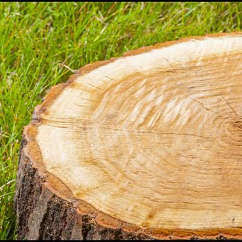 Stumped - Professional Stump Removal - Tree Services Near Me Stumped - Professional Stump Removal - Tree Services Near Me