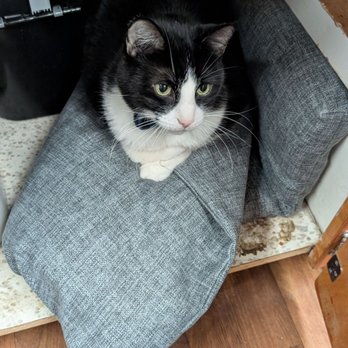 affoGATO Cat Café - Cat - Themed Cafes Near Me - Cleveland, Ohio