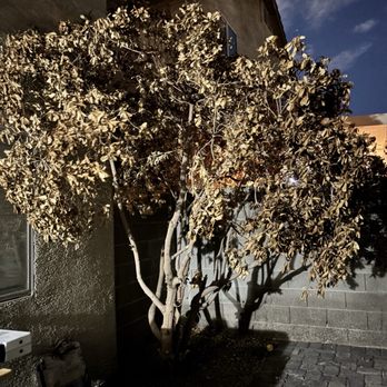 Sagos Landscape Tree Service - Old dead tree in back - Landscaping Near Me - North Las Vegas, Nevada Sagos Landscape Tree Service - Old dead tree in back - Landscaping Near Me - North Las Vegas, Nevada