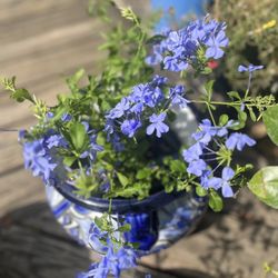 Leaf Landscape Supply - Blue plumbago