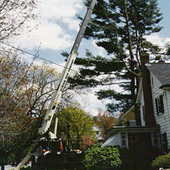 Boston Tree Company - untitled - Tree Services Near Me - West Roxbury, Massachusetts Boston Tree Company - untitled - Tree Services Near Me - West Roxbury, Massachusetts