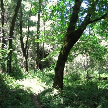 Sam McDonald Park - Parks Near Me - Loma Mar, California