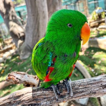 Free Flight - Animal Shelters Near Me - Del Mar, California Free Flight - Animal Shelters Near Me - Del Mar, California