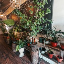 Polonica Restaurant - Free oxygen