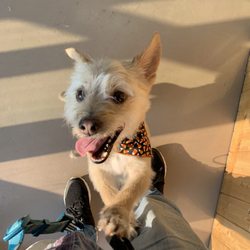 four lucky paws mobile grooming