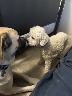 PROJECT PUP - Updated December 2025 - 19 Photos - Phoenix, Arizona