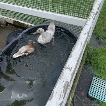 Lambs Farm- Farmyard - Happy Ducks! - Attraction Farms Near Me - Libertyville, Illinois