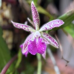 Zensations Garden - One of the orchids for sale.