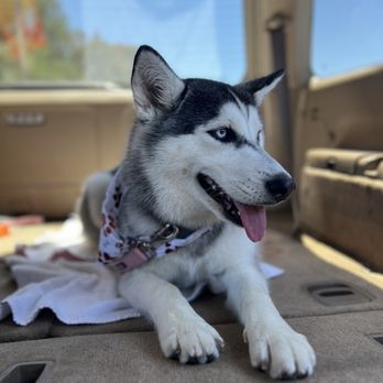 Doggie Grooming Styles - Pet Groomers Near Me - Campbell, California Doggie Grooming Styles - Pet Groomers Near Me - Campbell, California