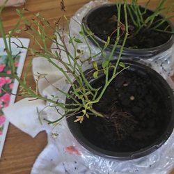 Cottage Farms Direct - Plants with no leaves