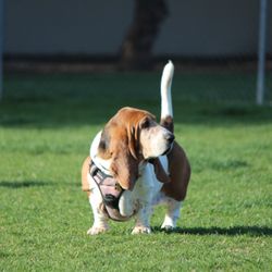 Irvine Central Bark Dog Park