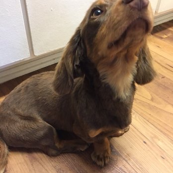 AAA K-9 Mobile Grooming - Longhaired dachshund after being groomed by Sydney! - Pet Groomers Near Me AAA K-9 Mobile Grooming - Longhaired dachshund after being groomed by Sydney! - Pet Groomers Near Me