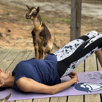 GGA Dwarf Goat Yoga - Yoga Near Me - Tucker, Georgia GGA Dwarf Goat Yoga - Yoga Near Me - Tucker, Georgia