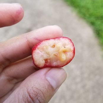 Waimoku falls - Delicious strawberry guava, there is a tree where your stop for the Makahiku falls - Hiking Near Me Waimoku falls - Delicious strawberry guava, there is a tree where your stop for the Makahiku falls - Hiking Near Me