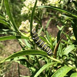 Good Host Plants - Want Monarch caterpillars? Plant swamp milkweed. Asclepias incarnata ssp. pulchra in the demo garden