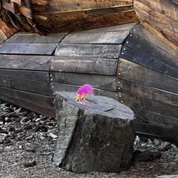 Ole Bolle - Two little pink-haired troll dolls sitting on a stump next to Ole Bolle