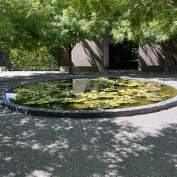 Lilly pad in a courtyard. The feeling of the site