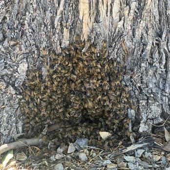 BugWrx - A swarm of Africanized bees moving into a tree! This is about a third of the size of the swarm. Definitely cool to see! - Pest Control Near Me - Tucson, Arizona