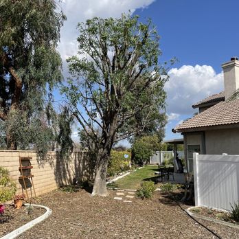 Ezra Tree Service - After of the big tree - Tree Services Near Me Ezra Tree Service - After of the big tree - Tree Services Near Me