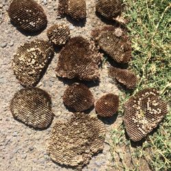Double A Pest Solutions