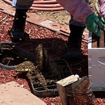 AA-Beekeeper - Pest Control Near Me AA-Beekeeper - Pest Control Near Me