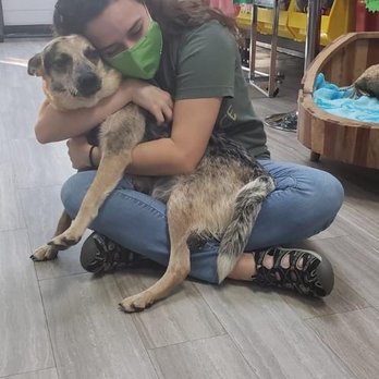 United For Animals Rescue - Priscilla, sigfried's mom at the rescue - Animal Shelters Near Me - Margate, Florida