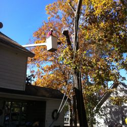 A Pearson Tree Service