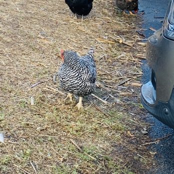 Jones Farm & Country Store - Live Farm Chickens - Bakeries Near Me - Cornwall, New York Jones Farm & Country Store - Live Farm Chickens - Bakeries Near Me - Cornwall, New York