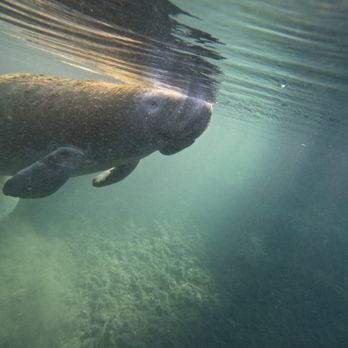 Go Local Manatee Tours - Boat Tours Near Me - Crystal River, Florida