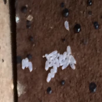 Ecology E.P. - Egg 1mm long - Pest Control Near Me