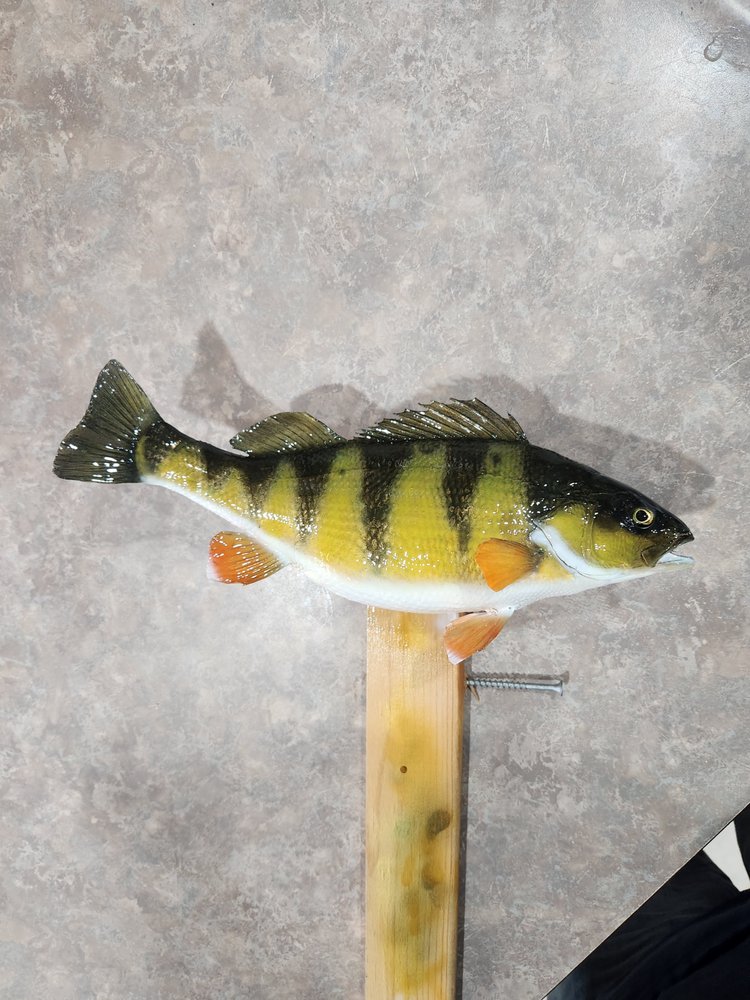 J&M Taxidermy - taxidermy in Wautoma, WI